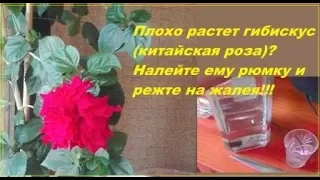 Гибискус - китайская роза, уход. Почему не цветет?