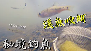 噓...城市中的絕佳秘境！市區就有溪魚可以釣！水下實拍咬餌瞬間！【台灣大釣哥EP17 復仇1/5】台灣珍寶 原生魚種