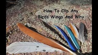 How To Clip Any Birds Wings