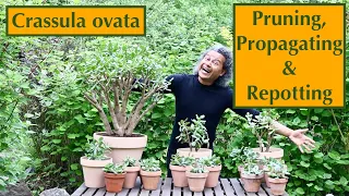 Crassula ovata (Jade Plant) - Pruning, Propagating & Repotting June 11th 2021