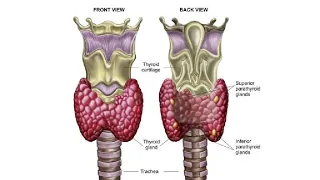 Glandula thyroidea. Qalqonsimon bez. Glandula parathyroidea. Qalqon orqa bezlari. Калконсимон без