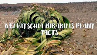 10 Fascinating Facts About Welwitschia Mirabilis | Fun Facts | Weird but True