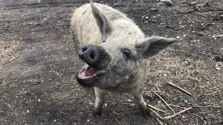 Свині кайфують, а ми працюємо! Звичайний понеділок 🇺🇦