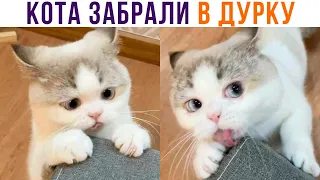 КОТА ЗАБРАЛИ В ДУРКУ))) Приколы с котами | Мемозг 884