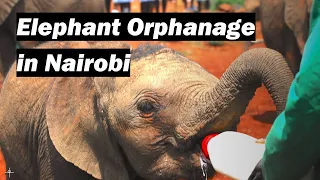 How to visit the DSWT Elephant Orphanage in Nairobi