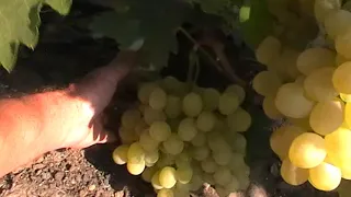 Сорт винограда "Антоний великий" - сезон 2019 # Grape variety "Antonij velikij" - season 2019