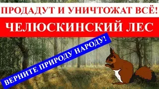 Челюскинский лес для жителей, а не для наживы!