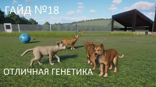 Играем в Planet Zoo Гайд №18 Отличная генетика