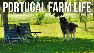 Beautiful Spring Time on our Portuguese Farm | PORTUGAL FARM LIFE