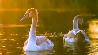 NATURE RELAXITION FILM to relieve stress. Beautiful. Pianos