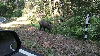 Wild Boar Encounter Fraser Hill Malaysia