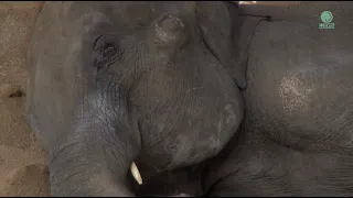 NamThip’s Rescue to Elephant Nature Park! - ElephantNews