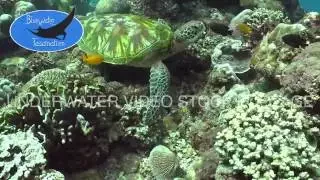 0406_green turtle on coral reef, 4K underwater video stock footage