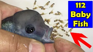 Dolphin cichlid fish, gave birth to 121 baby fish 😍💪🐬🙏 #fish