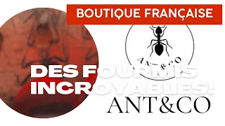 Une boutique de FOURMIS française (+UNBOXING)🤩🐜