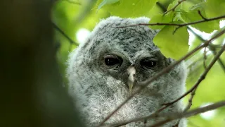 Maj na Mazurach - cielaki jeleni, pisklaki puszczyków i dzicze warchlaki (z archiwum Stacha)