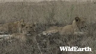 WildEarth - Sunset  Safari - 20 July 2022