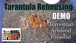 Rehousing Demo ft. Terrestrial, Arboreal, and Fossorial Tarantulas