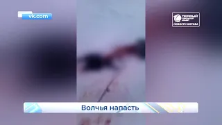 Волки нападают на собак  Новости Кирова 20 01 2021