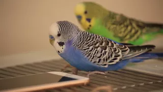 CUTE OVERLOAD: Budgie pair playing and talking on top of the cage