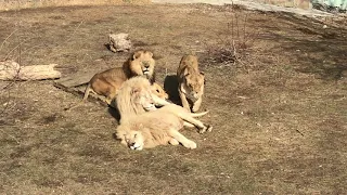 Мама Чоли и три ее кавалера! Mom Choli and her three gentlemen!