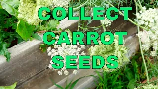 Never Buy Seeds Again - How to Collect Carrot Seeds