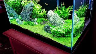 HOW TO:  Grow a Carpet in Your Aquarium Without Co2