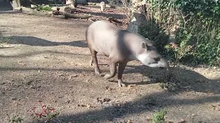 tapir artis