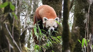 Red Panda   Singalila   digiscoped  Lumix +ATX 95