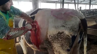 CATTLE Caesarean section. uterine torsion. uterine rupture.