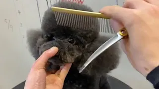 Black Poodle Puppy Grooming | Puppy Grooming | Dog Grooming