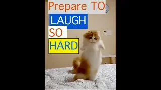 You will LAUGH SO HARD that YOU WILL FAINT - FUNNY  Cat, Kitties and dogs  compilation Video