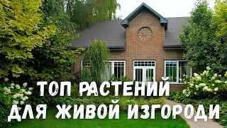 Живая изгородь из гортензии. Ландшафтный дизайн участка. Создаем живой забор.