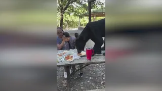 Bear interrupts family picnic in Mexico