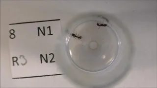 Comparing ant behaviour indices for fine-scale analyses