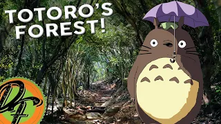 Totoro's Forest - In Itoshima, Fukuoka Japan!