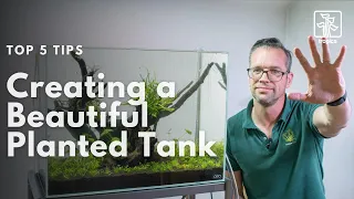 Top 5 Tips for Creating a Beautiful and Successful Planted Aquarium