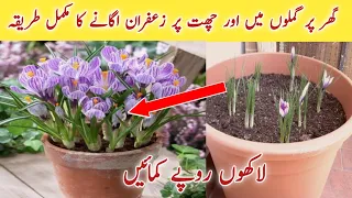 How to grow Saffron / Zafran at Home in Pots, at your roof or in Kitchen Garden