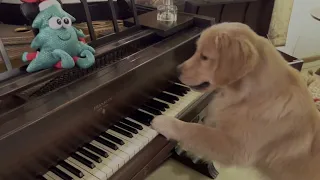 Golden Retriever Puppy Plays Piano