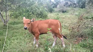 Gembala sapi kampung di batu ampar alam Rokan🐄