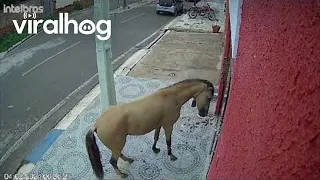 Horse Kicks Down Dental Office Door || ViralHog