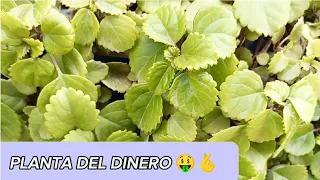 Cuidados de la planta millonaria,planta dólar |Gris Moreno plantas