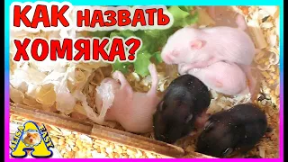 КАК НАЗВАТЬ ХОМЯЧКА? / ХОМЯЧАТА РАЗБЕГАЮТСЯ / ЧТО ТВОРЯТ КРЫСЫ ПОКА НАС НЕТ ДОМА? / Alisa Easy Pets