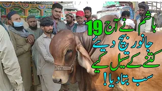 Hashim Kay 19 Janwar Kon Kon Lay Gaya? | Multan Cow Mandi Sunday Update | @SSTvs