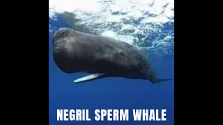 Sperm Whale Spotted in Negril!!