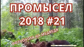 ПРОМЫСЕЛ 2018  #21 ОХОТА НА МЕДВЕДЯ , КОСУЛЮ (ФОТОЛОВУШКОЙ), И ГЛУХАРЯ.