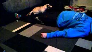 Milly the Pug, mad Pug running around in circles