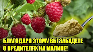 Скажите НЕТ Вредителям На Малине / Лучшая Подкормка Малины Которая Спасет От Болезней И Вредителей!