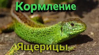 Кормление прыткой ящерицы. Прыткие ящерицы! Прыткие ящерицы дома.