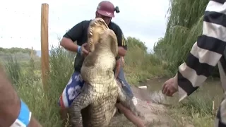 Gatorfest 2009 Alligator Wrestling Competition (ENTIRE CONTEST) Parts 1-13